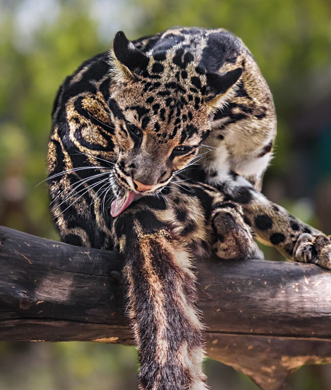 Дымчатый леопард - SanSan 