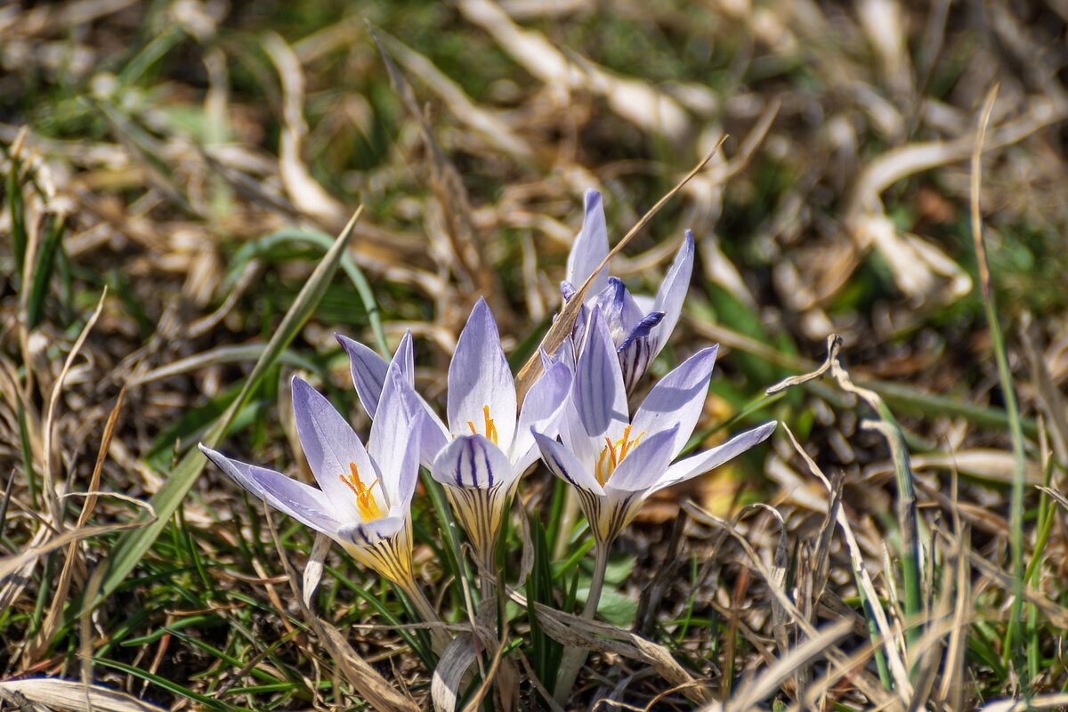 Крокусы - Игорь Сикорский Крокусы - Игорь Сикорский