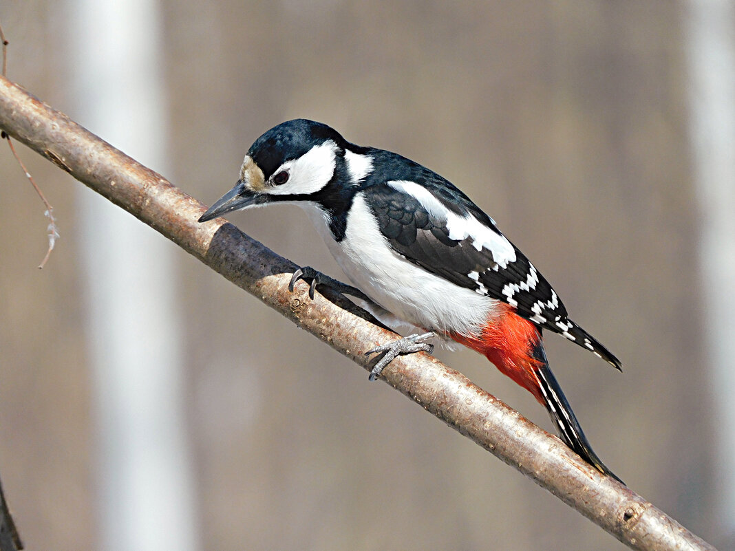 Самка БПД - Лина 