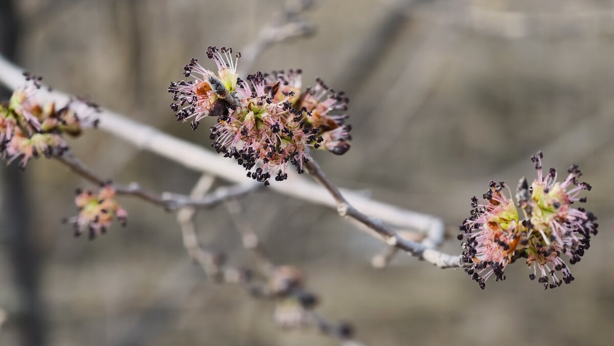 Зацвёл Карагач - Мариша Тим