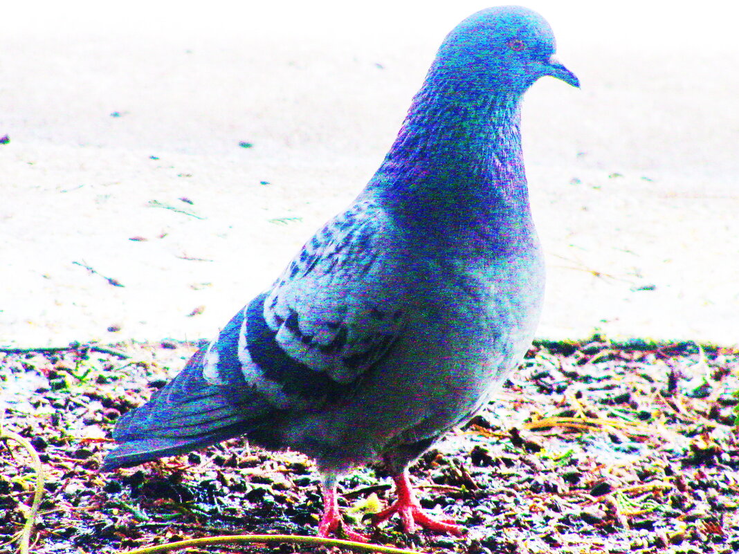 Красавчик прилетел - Людмила Смородинская Красавчик прилетел - Людмила Смородинская