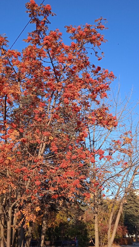 прекрасный октябрь - Елена Шаламова