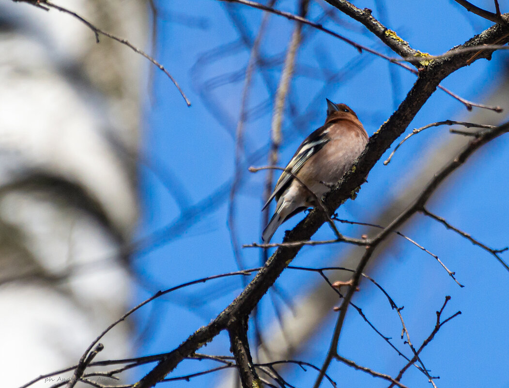 Зяблик. - Андрей Андрианов