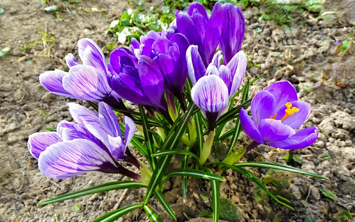 Крокусы на городской клумбе. - Милешкин Владимир Алексеевич 