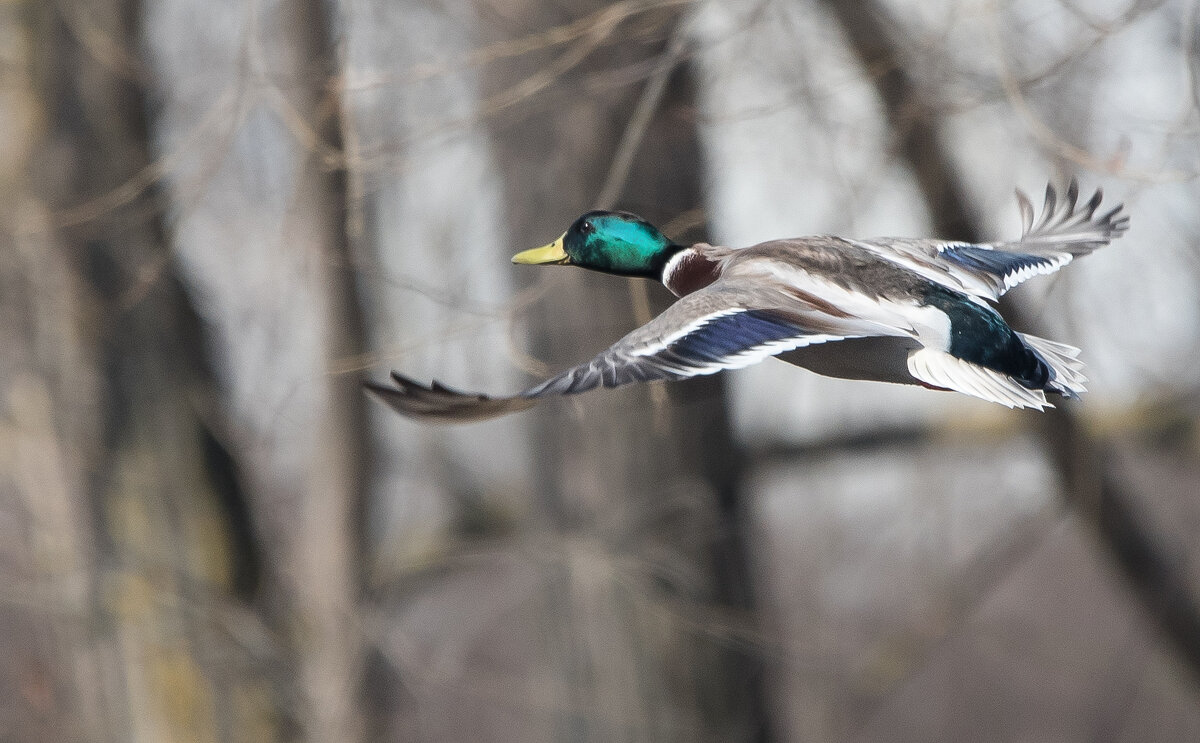 *** - Владимир Безбородов *** - Владимир Безбородов