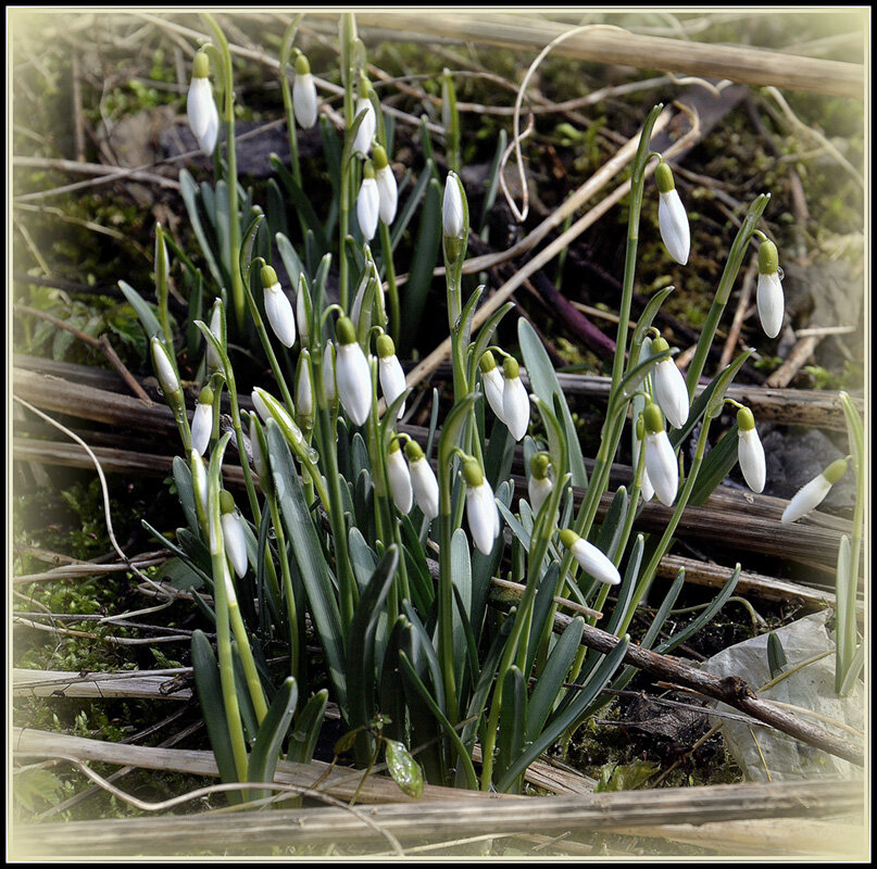 Первенцы Весны - Aleksandr Gal Первенцы Весны - Aleksandr Gal