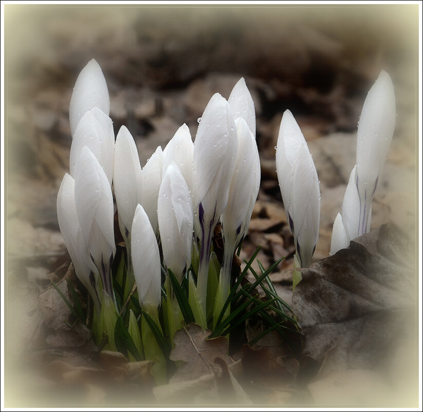 *** - Aleksandr Gal *** - Aleksandr Gal