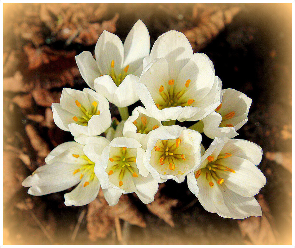 *** - Aleksandr Gal *** - Aleksandr Gal