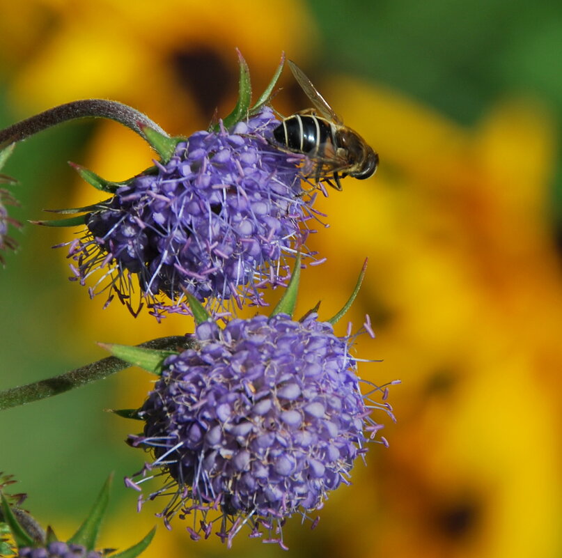... - Анастасия Смирнова ... - Анастасия Смирнова