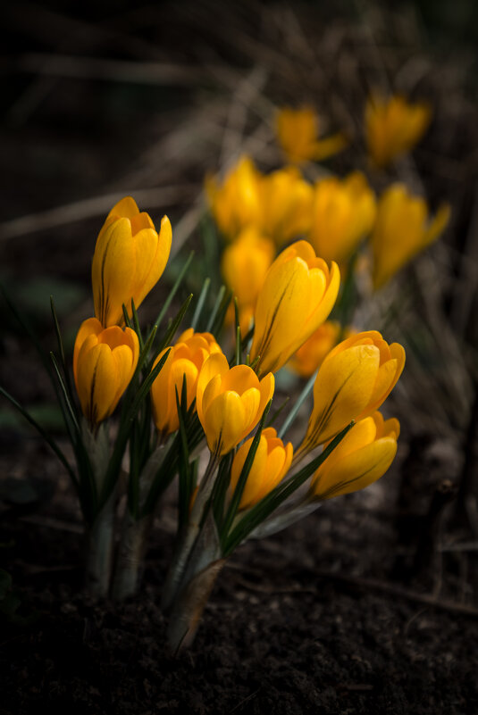 Крокусы - Игорь Шевченко