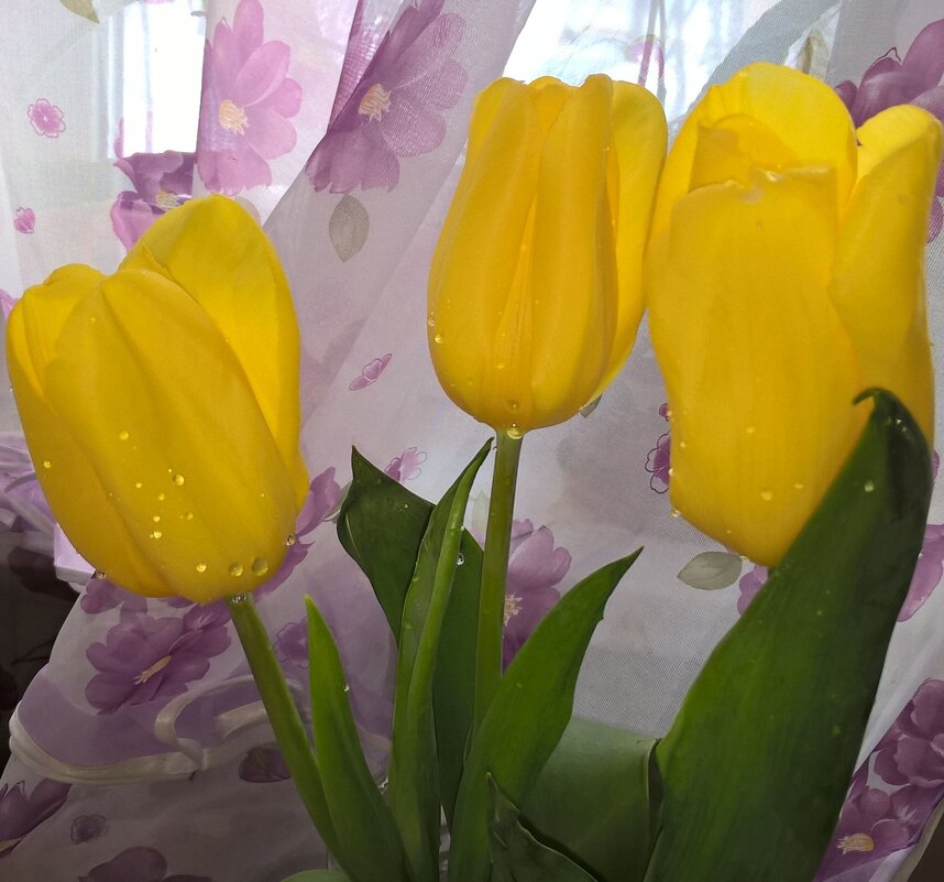 Тюльпаны - Елена Семигина