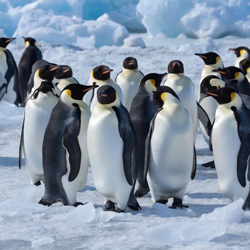 пингвины - СЕРГЕЙ ФИЛОЧКИН