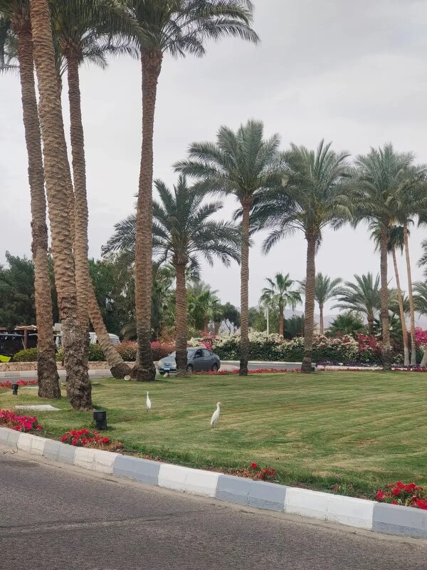 Египет. Шарм-эль-Шейх - Ирэн 