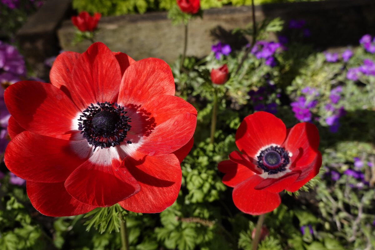 Anemone... - Галина 