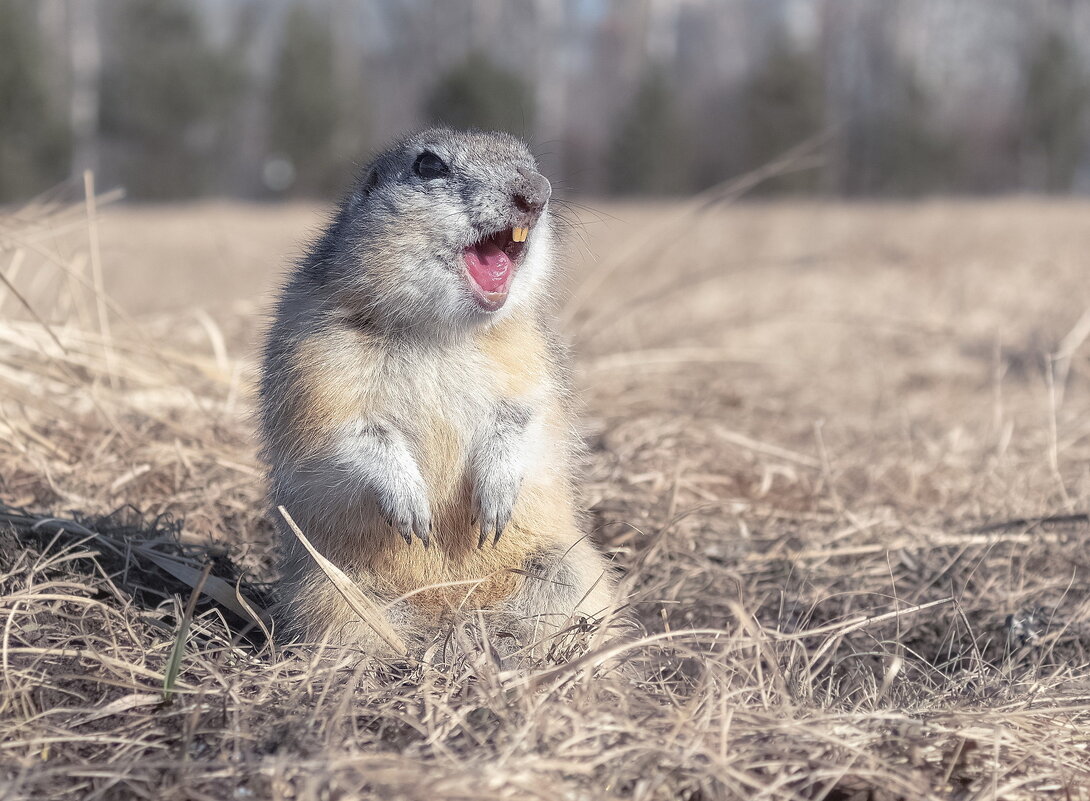 Весна! - Марина Фомина.