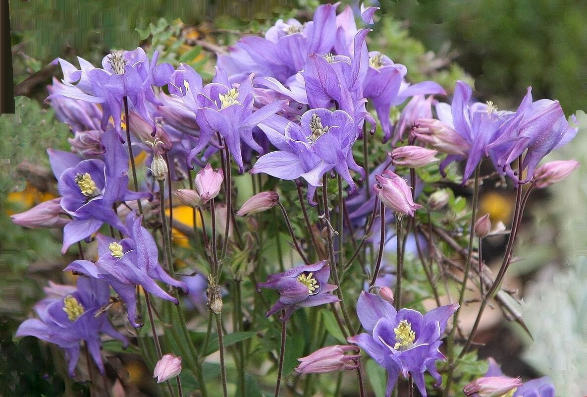 Цветение в апреле - ZNatasha -