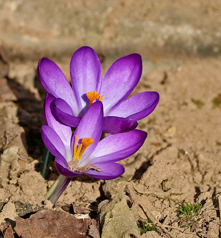 Когда б вы знали, из какого сора... растут цветы... - Светлана 