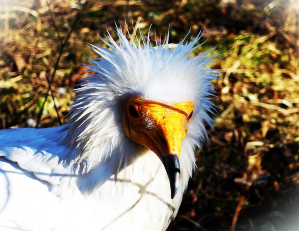 Как бы прическу не испортить.. - Aida10 Как бы прическу не испортить.. - Aida10