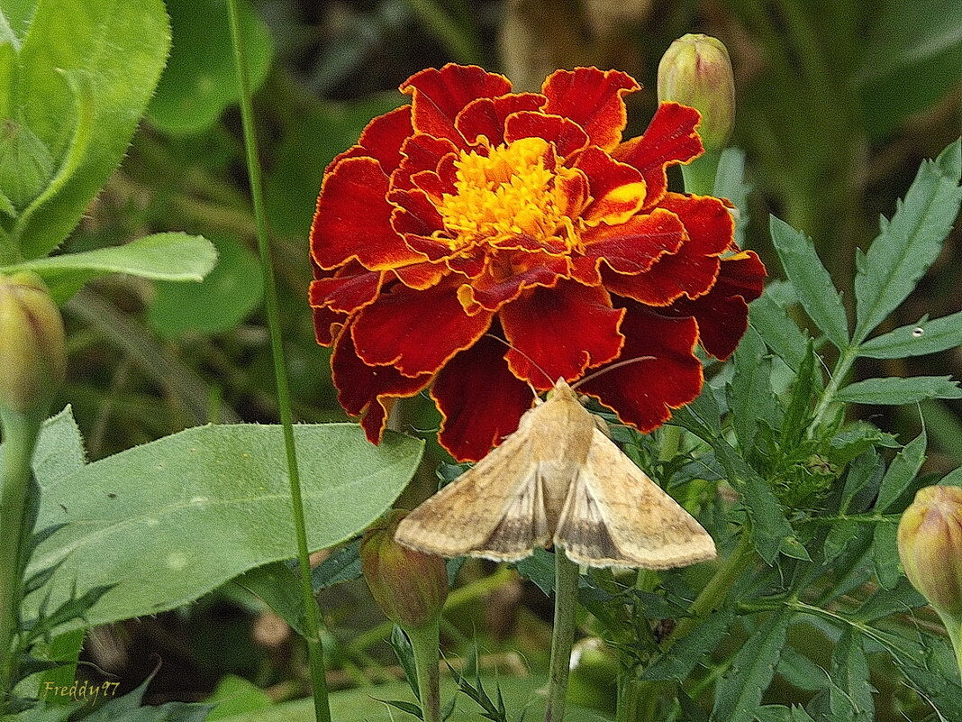 С мотыльком - Freddy 97