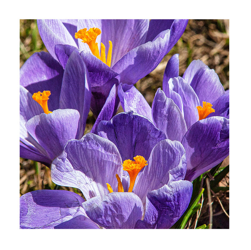 Распустились... - Svyatoslav [Artisan] Ph.