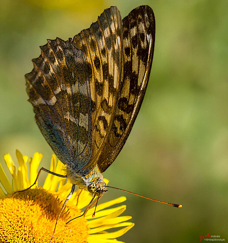 На цветке - Андрей Пристяжнюк