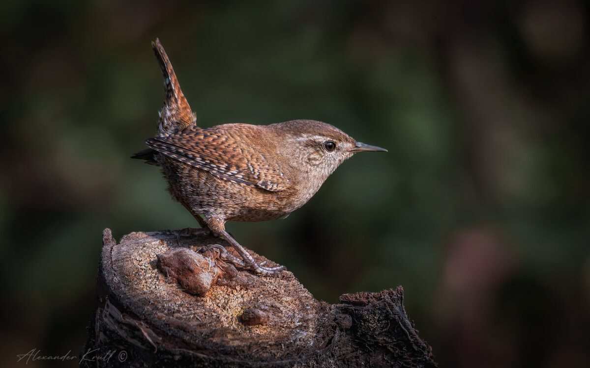 Задерихвост - Александр К.