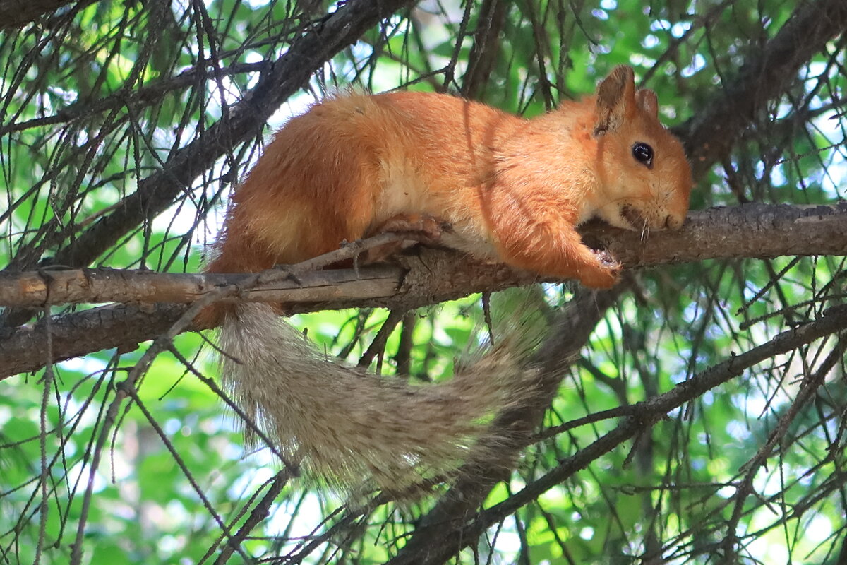 На хвойной ветке - Галина Козлова 