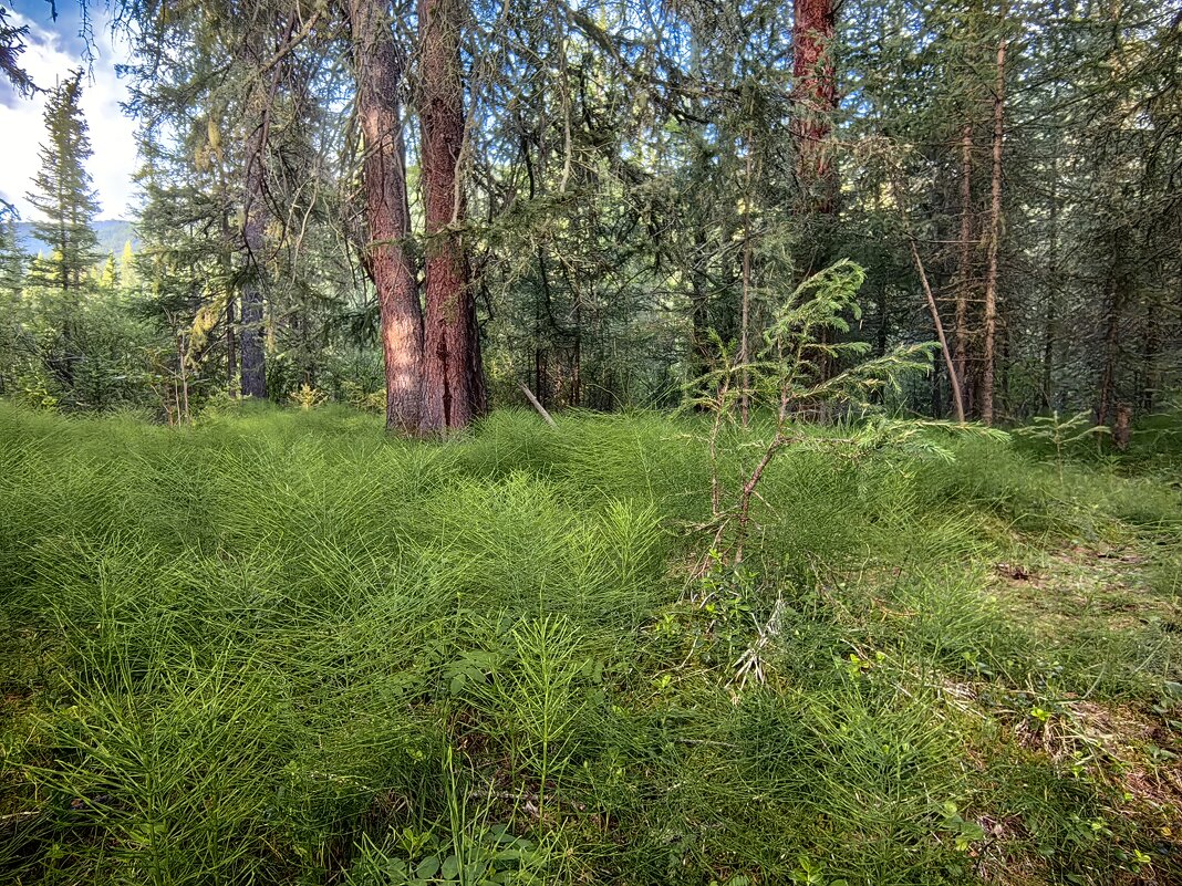 Мягкий хвощ и лиственницы - Галина Козлова 