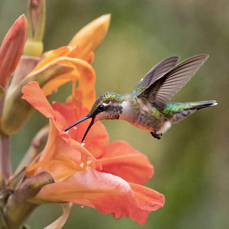 ЦВЕТЫ - МАРИЯ ПОПОВА