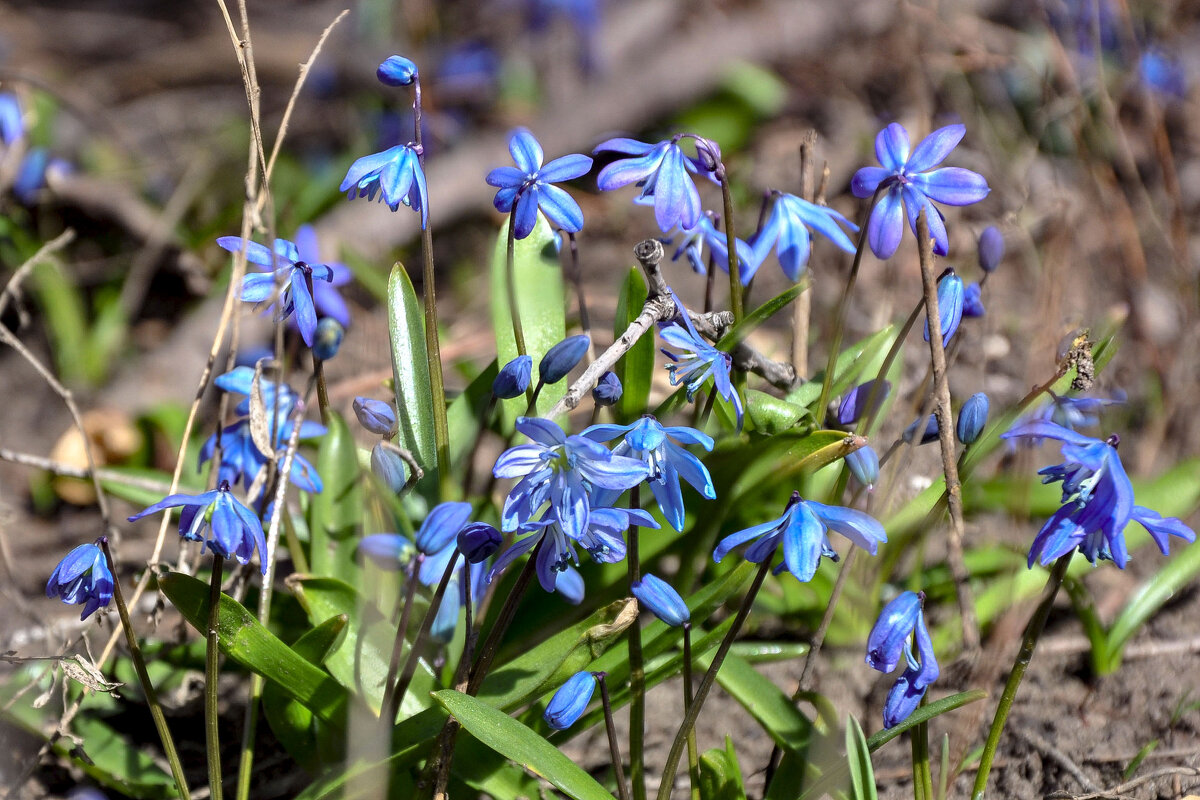 Пролески, которые мы называем подснежниками - Татьяна Машошина