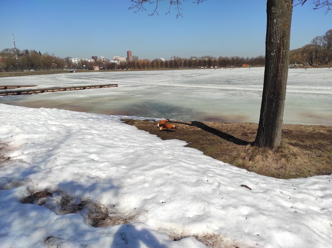 Огари на подножном корму - Игорь Ч.