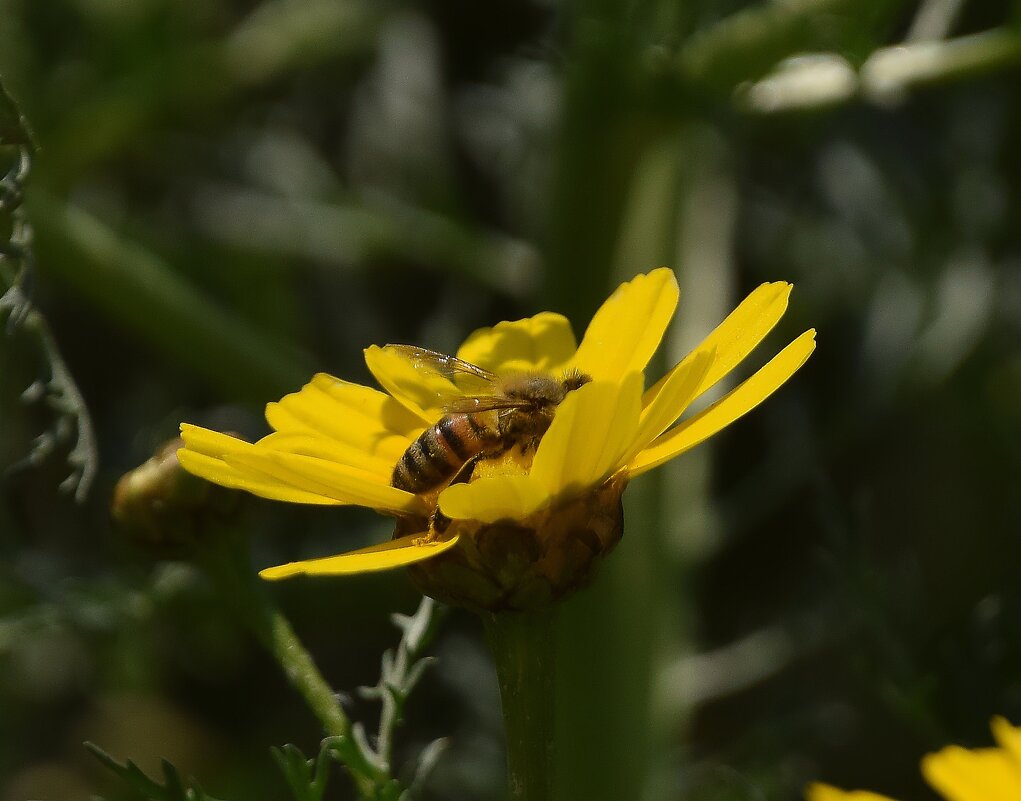 Погружение - Олег 