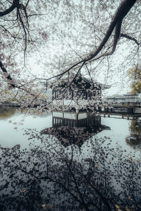 Сезон цветения вишни в Ханчжоу - Дмитрий 