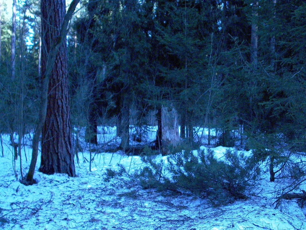 Лес. Лейка 4 Мп. - Михаил Елочкин