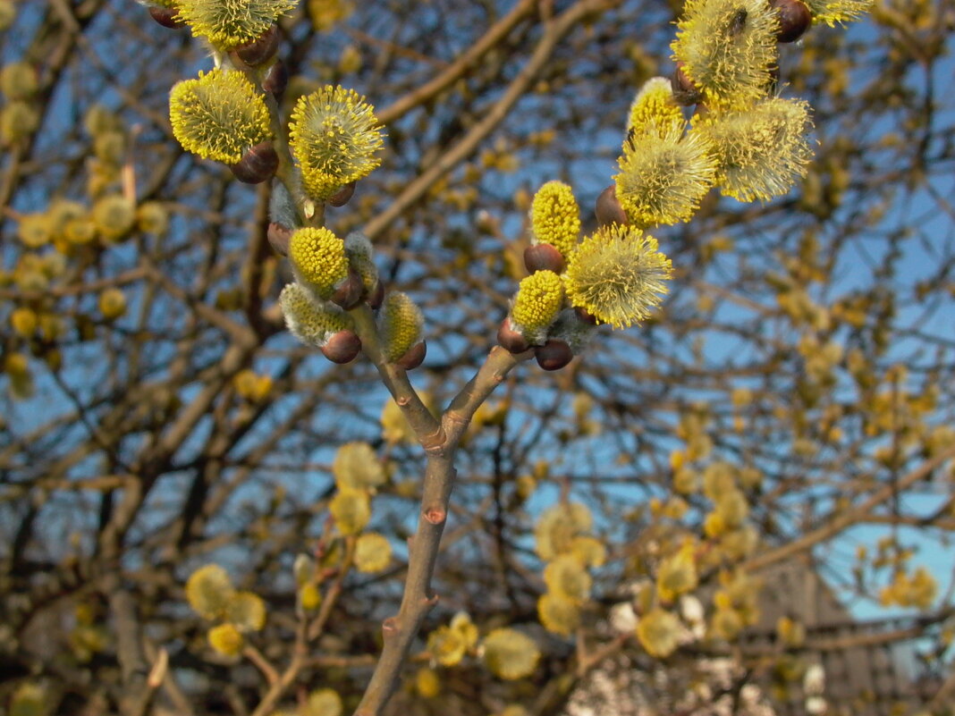 Лейка 2002 года выпуска. - Михаил Елочкин