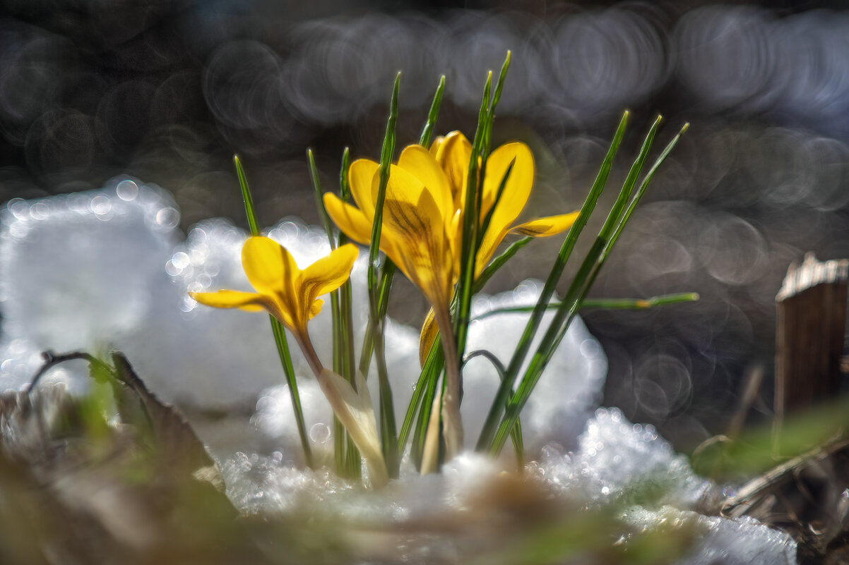 Не только белые - sorovey Sol