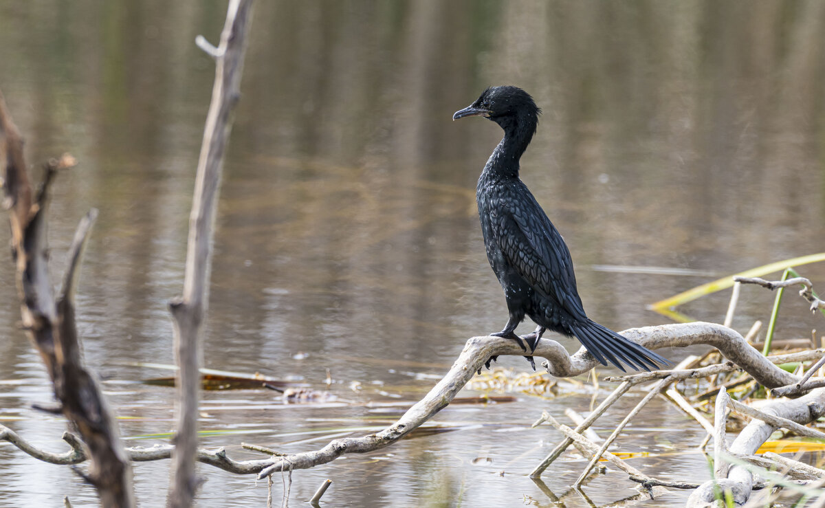 баклан - Осень 