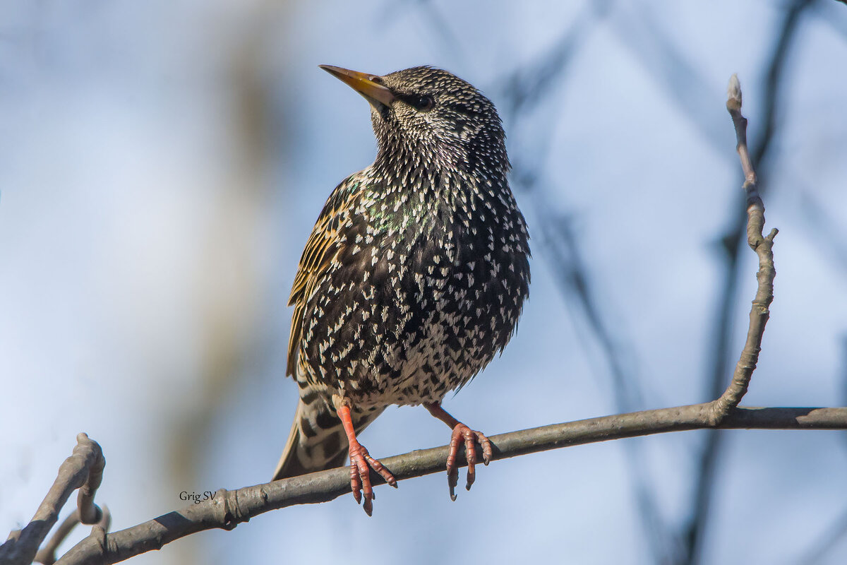 Скворец - Светлана Григорьева