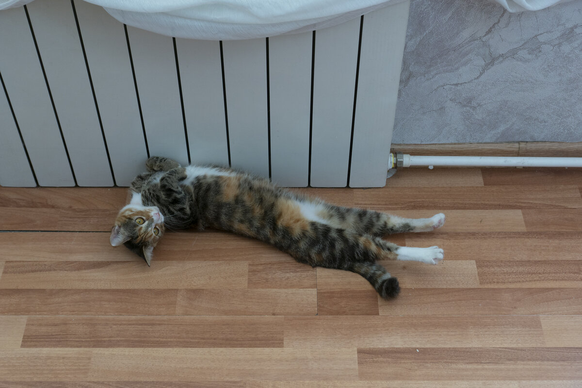 Домашняя кошка лежит возле батареи - Александр Буторин Домашняя кошка лежит возле батареи - Александр Буторин