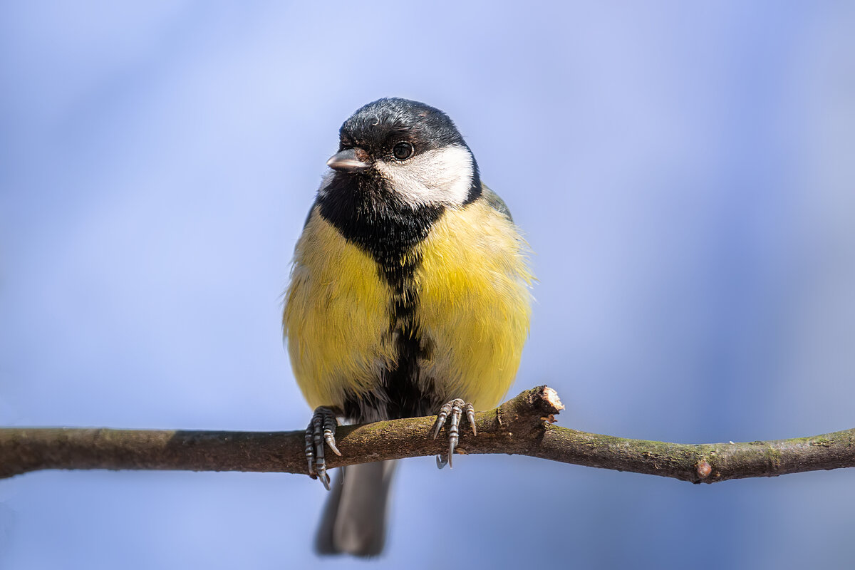 Синица - Alex Bush