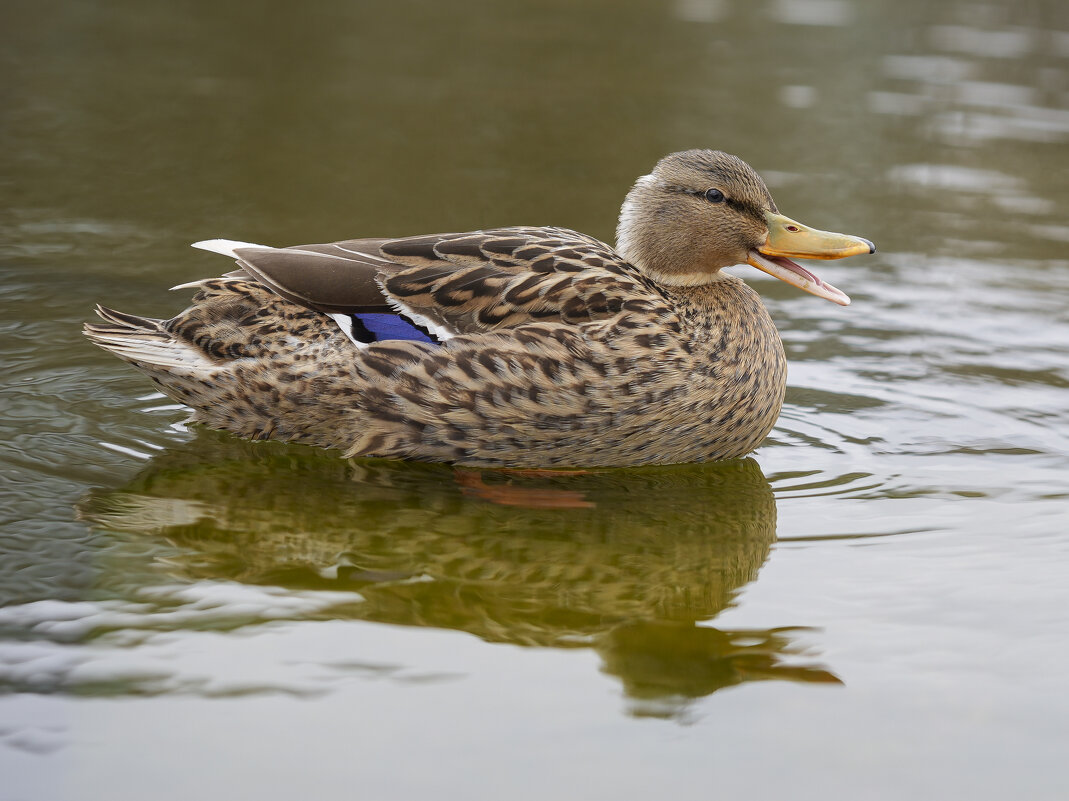 Улыбочку - Вадим Вайс