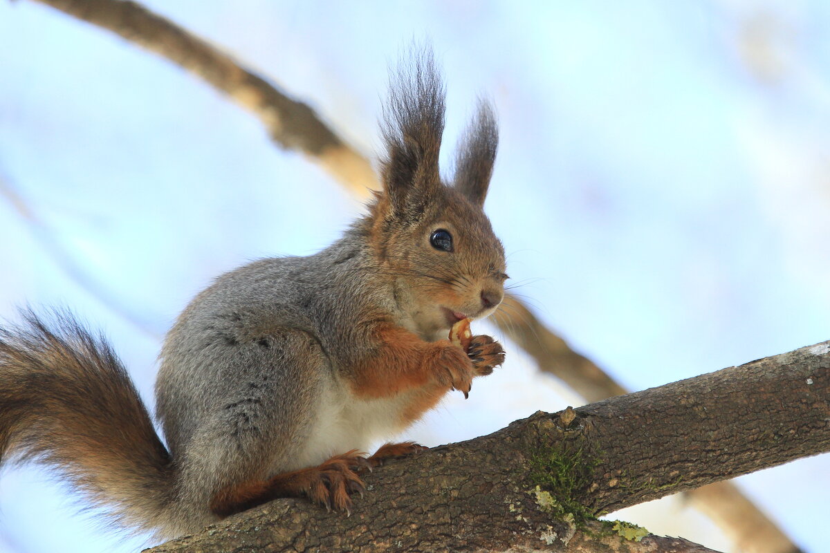 .. - Ninell Nikitina