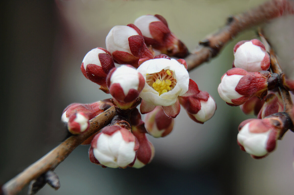 Зацвёл абрикос....Весна раскрывает объятья! - Надежда Куркина 