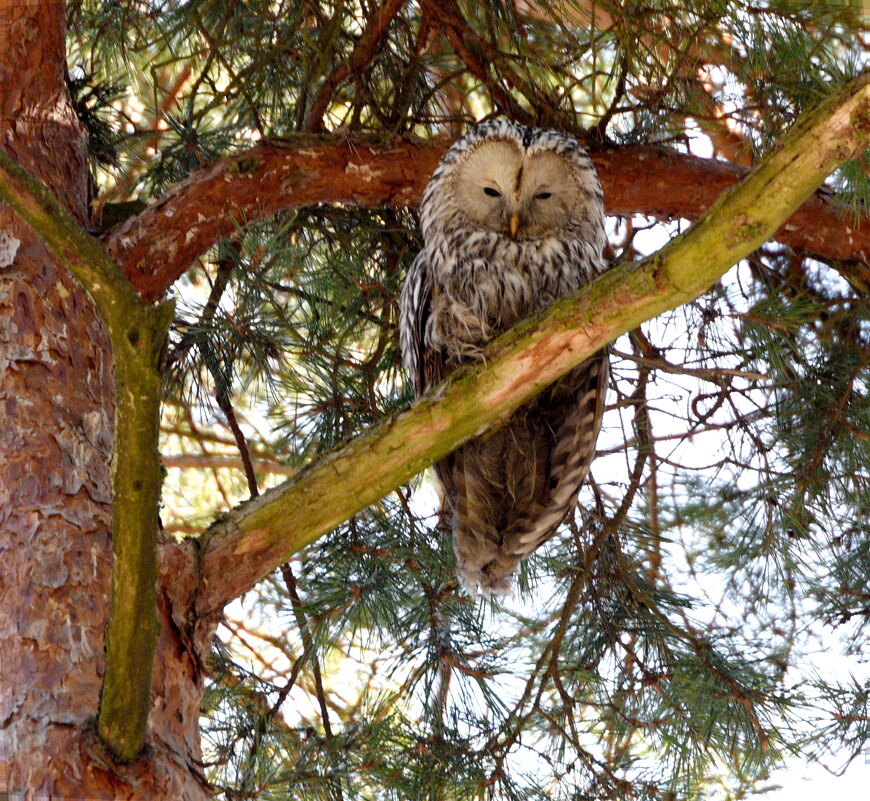 неясыть - Сергей Владимирович Егоров неясыть - Сергей Владимирович Егоров