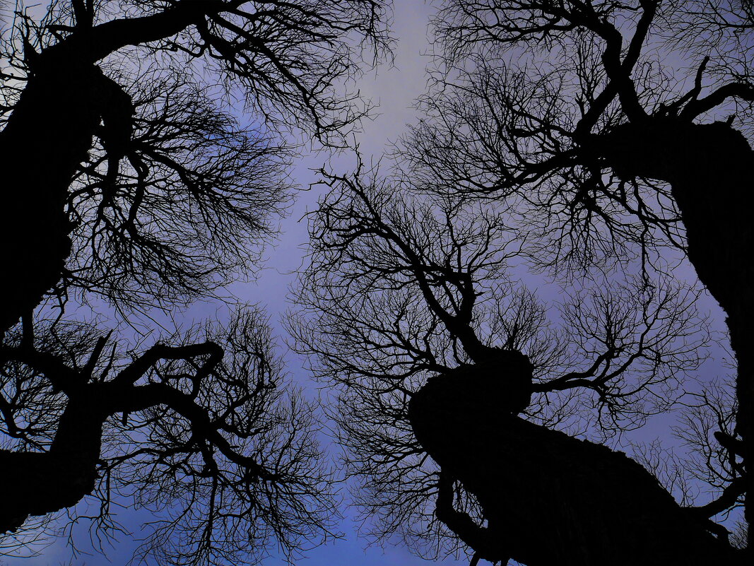 Весенний лес - Наталья Rosenwasser