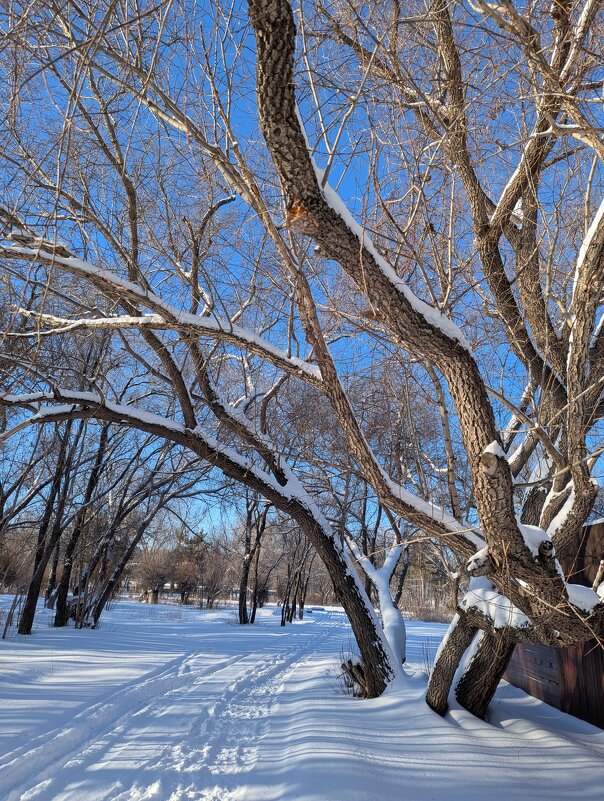 Зимний день - Андрей Хлопонин
