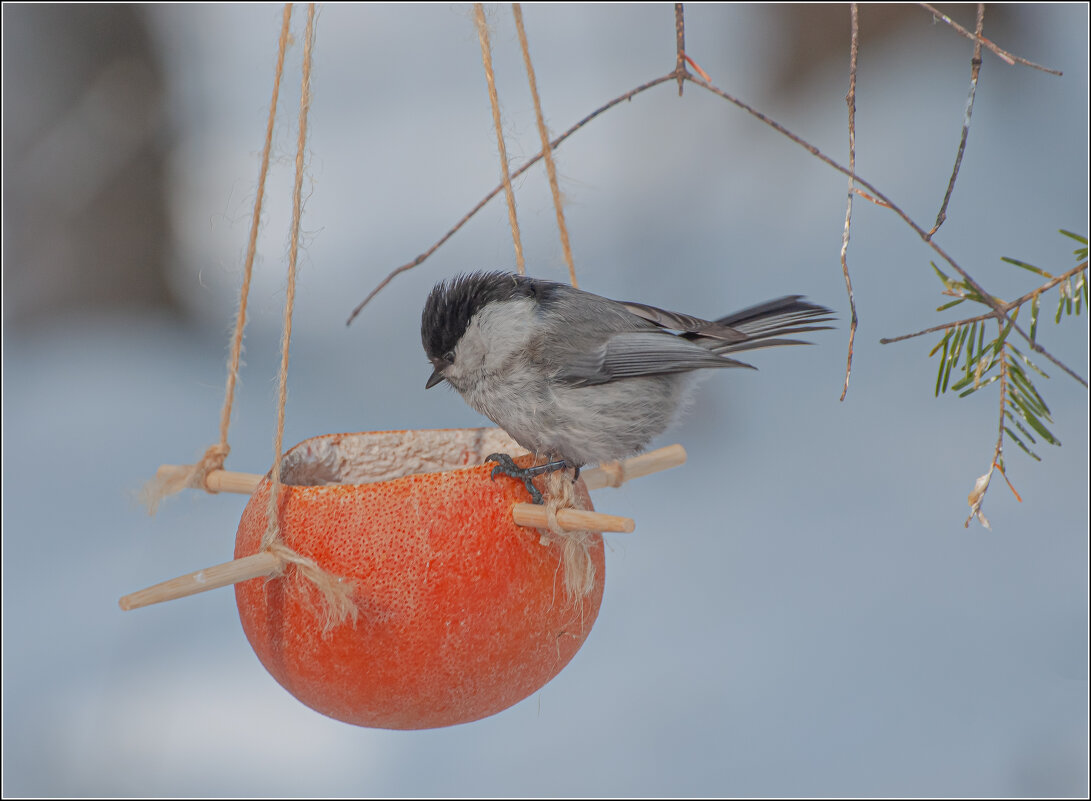 ГАИЧКА .... - Владимир Железнов