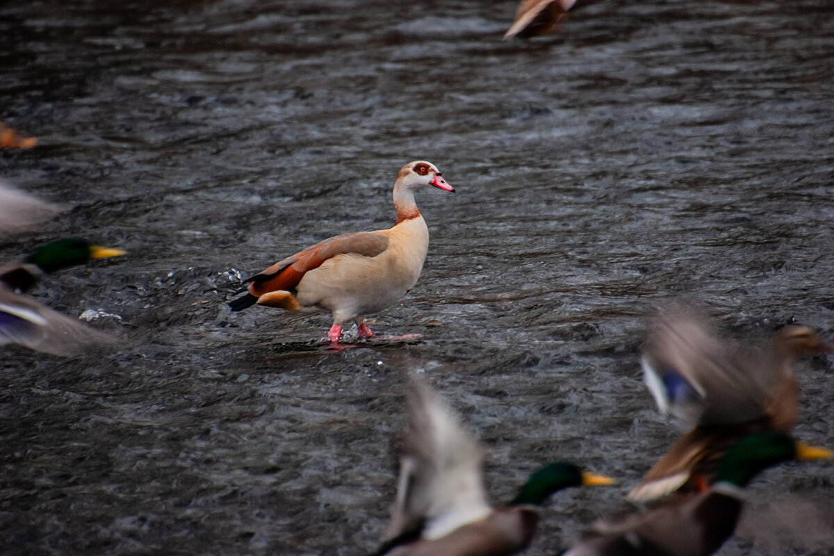 Вы летите, куда хотите, а я дома останусь... - Valziwa Вы летите, куда хотите, а я дома останусь... - Valziwa