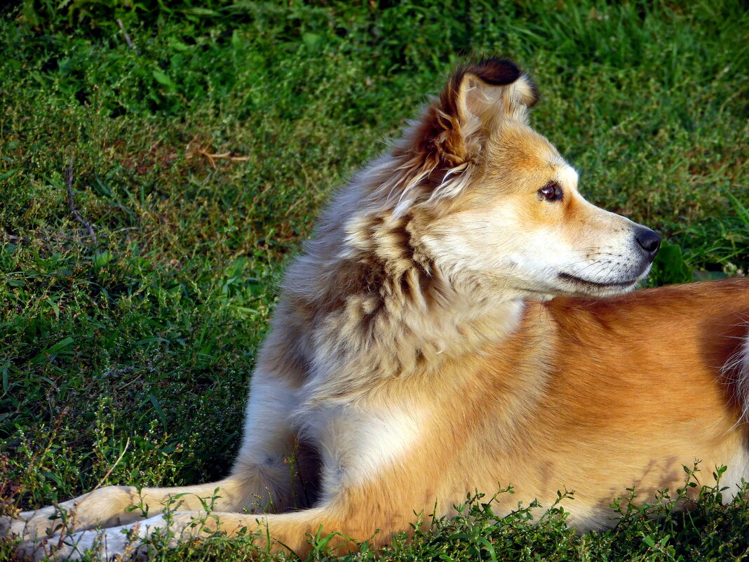 Герда. - nadyasilyuk Вознюк