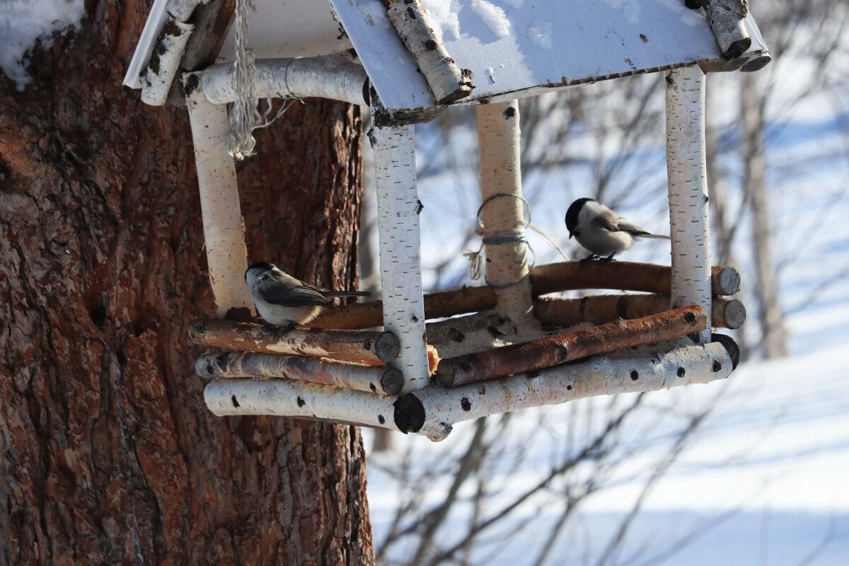 Март...Когда  кормушка пуста... - Владимир 